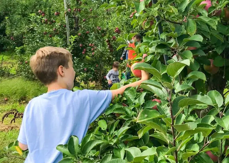 Family-friendly apple picking in MA